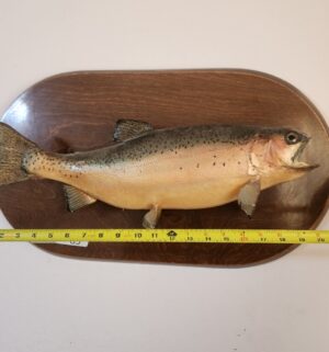 t89- Rainbow Trout on Plaque - Image 3