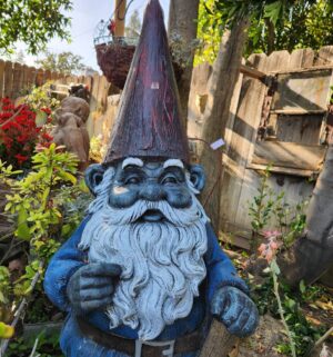 n245- Large Cement Garden Gnome - Image 3