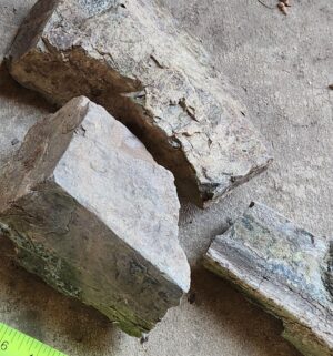 pa88- petrified wood - Image 3