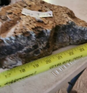 pa120- Petrified Wood - Image 3