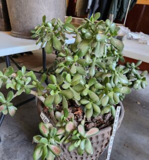 m140- Stan Bitters Thumbprint Planter w/ Jade Plant. Excellent Condition - Image 4