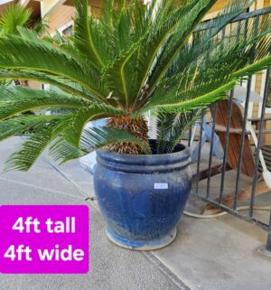 h10- Potted Sago