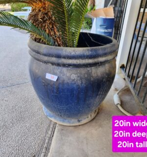 h10- Potted Sago - Image 3
