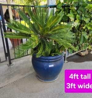 h11- Potted Sago