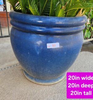 h11- Potted Sago - Image 3