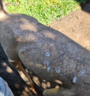 h24- Cement Fawn Statue - Image 3
