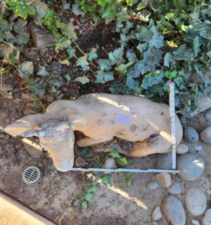 h25- Vintage Cement Cow - Image 3