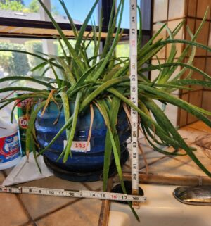 h143- Live Potted Aloe. Great Shape