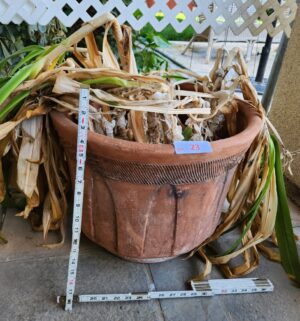 a23- terra cotta planter