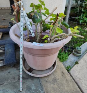 a27- potted plant