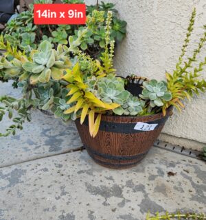 b121- Potted Succulent