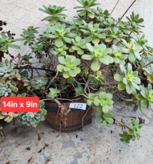 b122- Potted Succulent