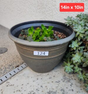 b124- pot w/ sm succulent