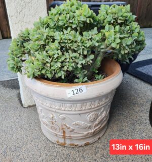 b126- plastic pot w/ succulent