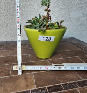 b128- sm potted succulent