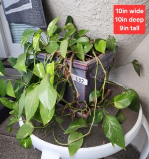 b132- Golden Pothos plant in glazed pot