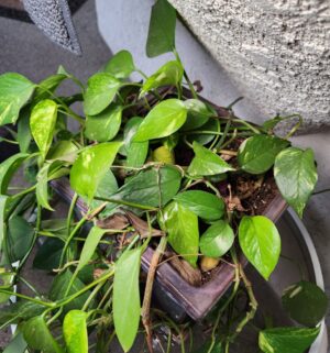 b132- Golden Pothos plant in glazed pot - Image 3