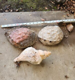 g334- seashells