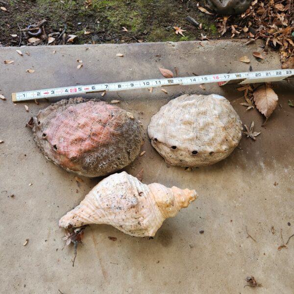 20260115_110059_copy_1024x1024