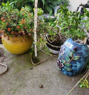 g345- vintage pots