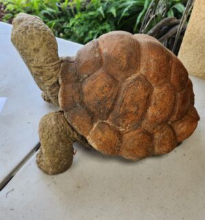 g362- concrete Tortoise - Image 3