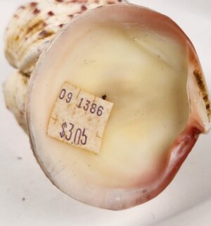 d848- Shell Fish Toothpick Holder - Image 3