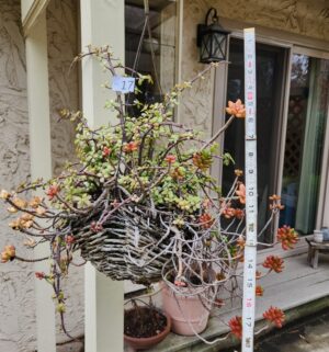 i17-Portulacaria afra or Elephant Bush Hanging Plant