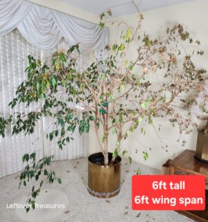 j74- Very large indoor Ficus benjamina - Image 1