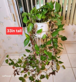 j86- Potted Golden Pothos - Image 1