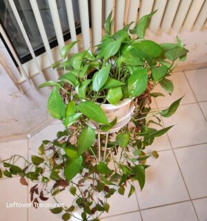 j86- Potted Golden Pothos - Image 2