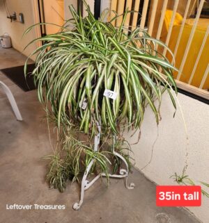 j97- Potted Spider Plant - Image 1