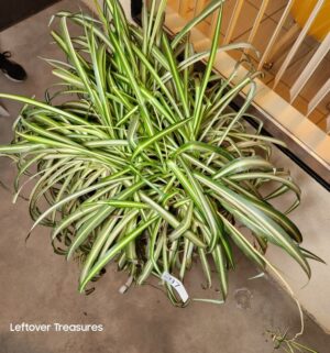 j97- Potted Spider Plant - Image 2