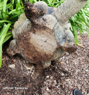 j325- Very Large. SOLID CEMENT Garden Tortoise. Hydraulic Platform Lift Available for Loading Only. - Image 4