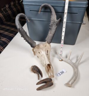 q136- Pronghorn Antelope skull, loose hooves, antler spike