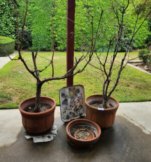 t42- 3 terracotta pots. Buyer must take dirt and trees.