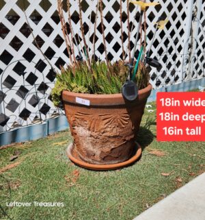 v31- Live Aloe Plant in weathered terracotta planter