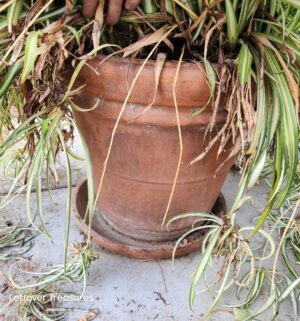 v40- Live Spider Plant. In Terracotta Planter. Photo Taken 5/4/26 - Image 3