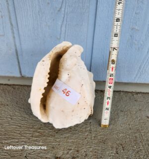 v46- appears to be a Queen Helmet Seashell