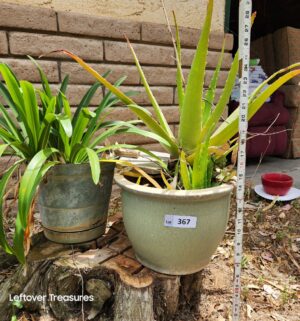 x367- Potted Aloe, Lily of the Nile