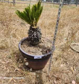 x369- Small Potted Sago