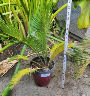 y21- 24 inch sago palm