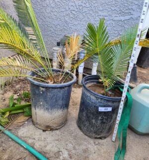 y22- 2 sago palms