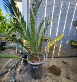 y23- 36 inch sago palm