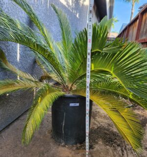 y24- 36 inch sago palm