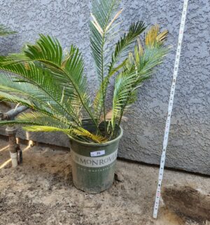 y25- Small Sago Palm