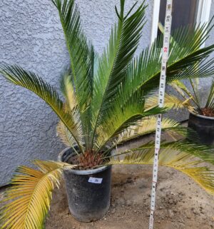y26- 36 inch sago palm