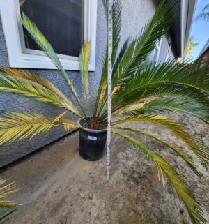 y27- Sago palm w/ 48in spread