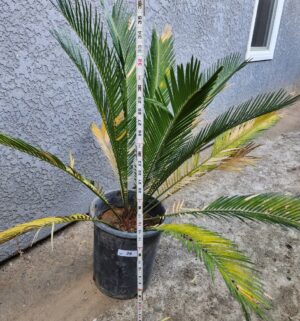 y28- 36 inch sago palm