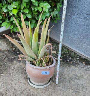 y50- Potted Aloe - Image 1