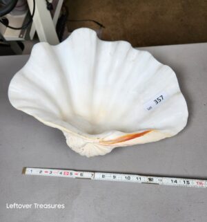 a357- large, natural giant clam shell - Image 1